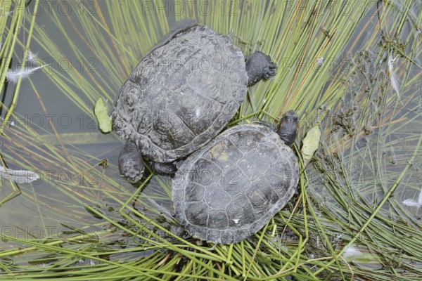 Red-cheeked tortoise (Trachemys scripta elegans), neozoa in Germany, North Rhine-Westphalia, Germany, native to North America