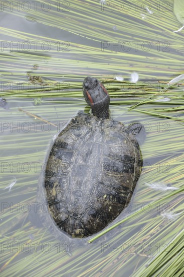 Red-cheeked tortoise (Trachemys scripta elegans), neozoa in Germany, North Rhine-Westphalia, Germany, native to North America
