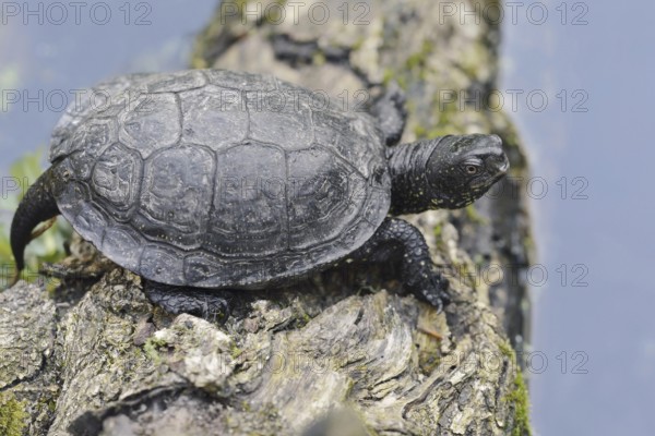 European pond turtle (Emys orbicularis) lying on a tree trunk in the water, Brandenburg, Germany