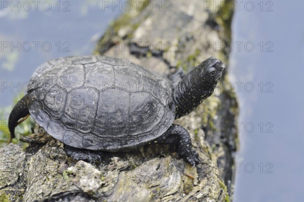 European pond turtle (Emys orbicularis) lying on a tree trunk in the water, Brandenburg, Germany