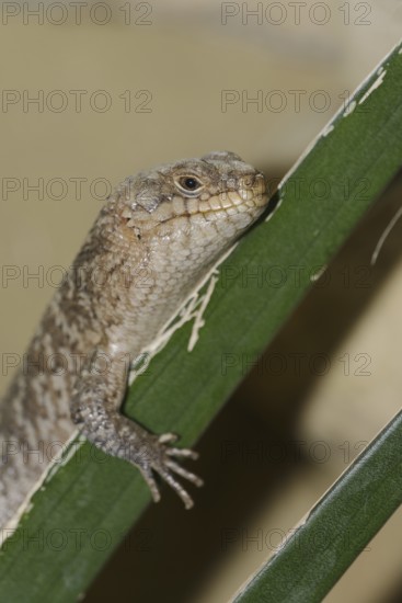 Spiny-tailed skink or spiny-tailed skink (Egernia stokesii), captive, occurring in Australia
