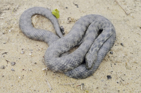 Dice snake (Natrix tessellata) lying on the riverbank, Provence, southern France