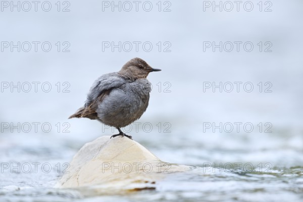 Grey White-throated Dipper (Cinclus mexicanus) standing on a rock in the water, Waterton Lakes National Park, Alberta, Canada