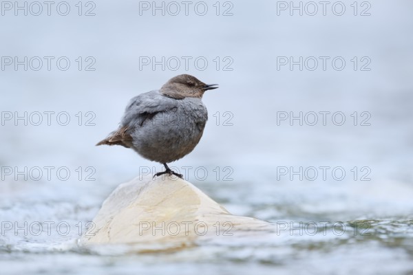 Grey White-throated Dipper (Cinclus mexicanus) standing on a rock in the water, Waterton Lakes National Park, Alberta, Canada