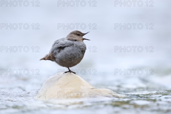 Grey White-throated Dipper (Cinclus mexicanus) standing on a rock in the water, Waterton Lakes National Park, Alberta, Canada