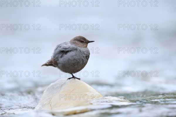 Grey White-throated Dipper (Cinclus mexicanus) standing on a rock in the water, Waterton Lakes National Park, Alberta, Canada