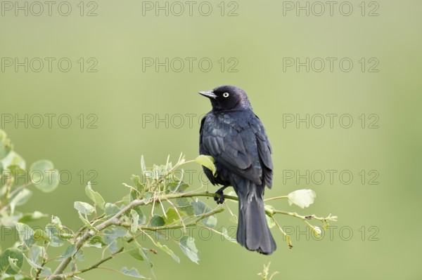 Purple Blackbird (Euphagus cyanocephalus), male sitting on a branch, Waterton Lakes National Park, Alberta, Canada