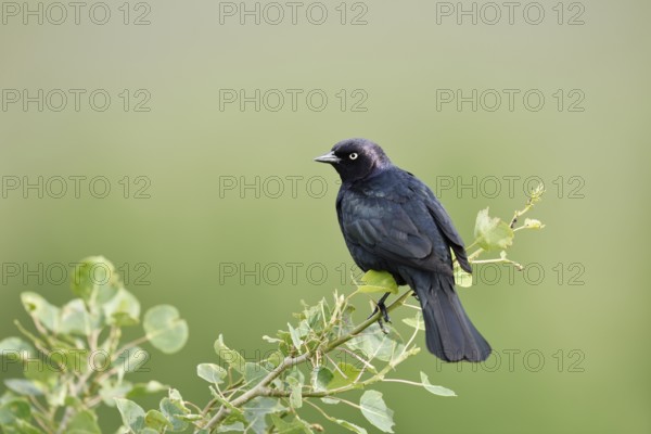 Purple Blackbird (Euphagus cyanocephalus), male sitting on a branch, Waterton Lakes National Park, Alberta, Canada