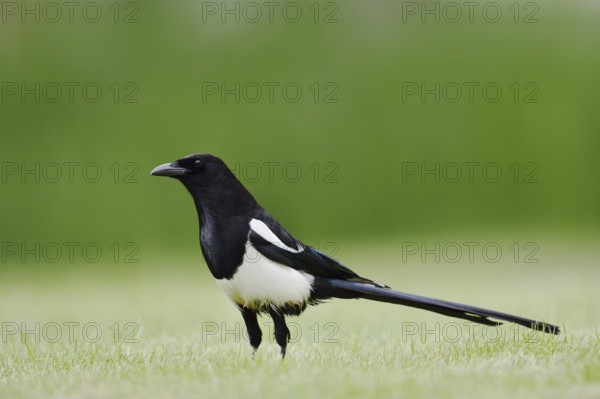 Hudsonian magpie (Pica hudsonia), Waterton Lakes National Park, Alberta, Canada