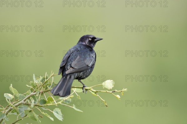 Purple Blackbird (Euphagus cyanocephalus), male sitting on a branch, Waterton Lakes National Park, Alberta, Canada