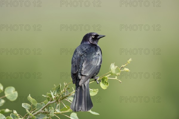 Purple Blackbird (Euphagus cyanocephalus), male sitting on a branch, Waterton Lakes National Park, Alberta, Canada