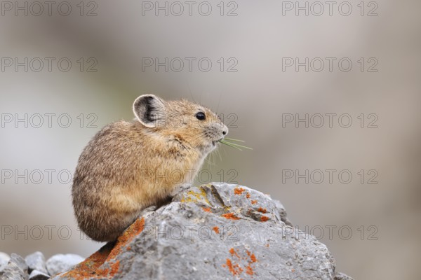 American pika (Ochotona princeps) sitting on a rock and eating, Jasper National Park, Alberta, Canada