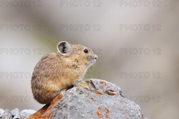 American pika (Ochotona princeps) sitting on a rock, Jasper National Park, Alberta, Canada