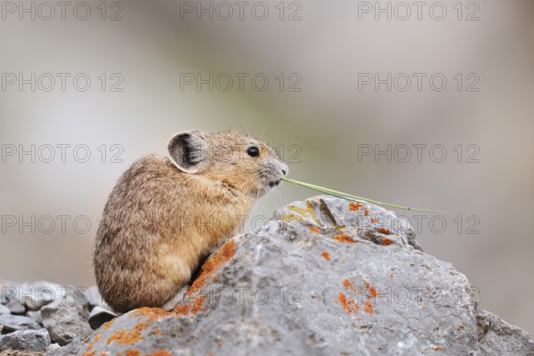 American pika (Ochotona princeps) sitting on a rock and eating, Jasper National Park, Alberta, Canada