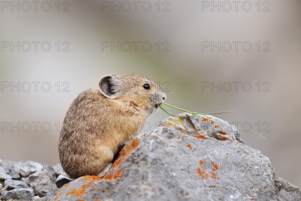 American pika (Ochotona princeps) sitting on a rock and eating, Jasper National Park, Alberta, Canada