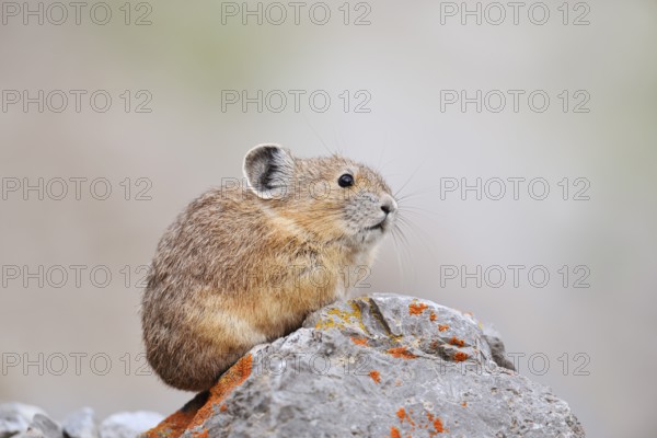 American pika (Ochotona princeps) sitting on a rock, Jasper National Park, Alberta, Canada