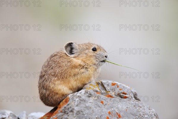 American pika (Ochotona princeps) sitting on a rock and eating, Jasper National Park, Alberta, Canada