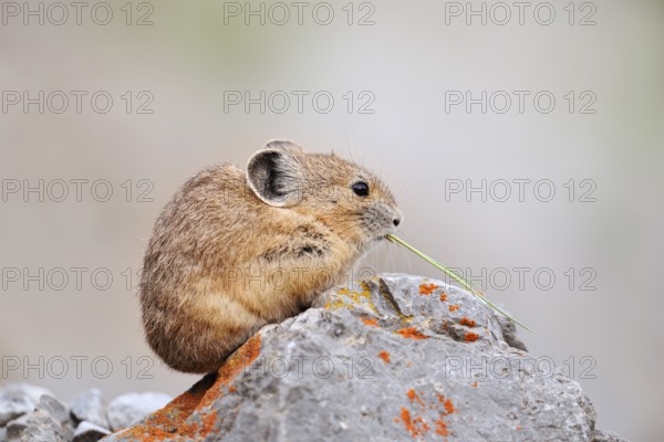 American pika (Ochotona princeps) sitting on a rock and eating, Jasper National Park, Alberta, Canada
