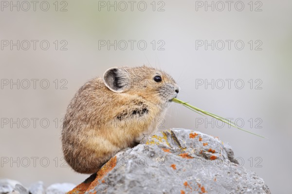 American pika (Ochotona princeps) sitting on a rock and eating, Jasper National Park, Alberta, Canada