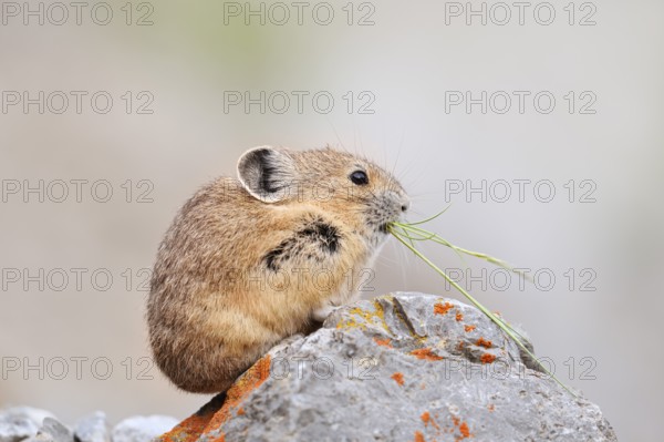 American pika (Ochotona princeps) sitting on a rock and eating, Jasper National Park, Alberta, Canada