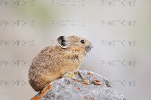 American pika (Ochotona princeps) sitting on a rock, Jasper National Park, Alberta, Canada