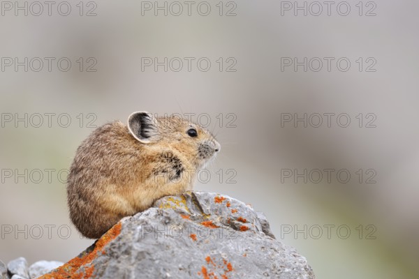 American pika (Ochotona princeps) sitting on a rock, Jasper National Park, Alberta, Canada