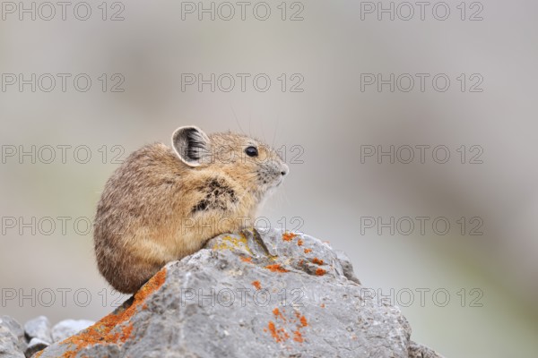 American pika (Ochotona princeps) sitting on a rock, Jasper National Park, Alberta, Canada