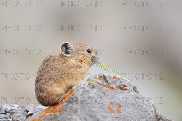 American pika (Ochotona princeps) sitting on a rock and eating, Jasper National Park, Alberta, Canada