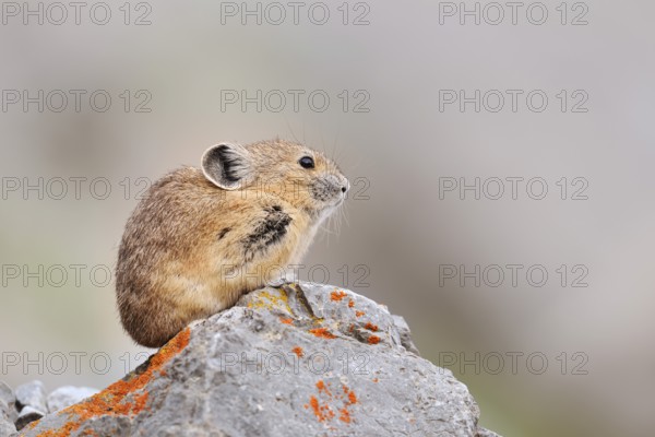 American pika (Ochotona princeps) sitting on a rock, Jasper National Park, Alberta, Canada