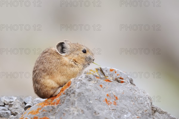 American pika (Ochotona princeps) sitting on a rock and eating, Jasper National Park, Alberta, Canada