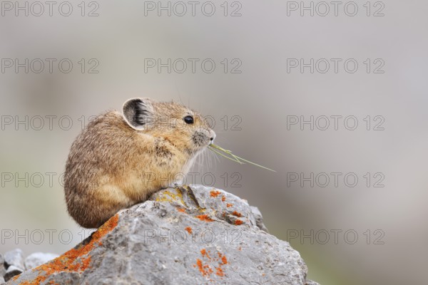 American pika (Ochotona princeps) sitting on a rock and eating, Jasper National Park, Alberta, Canada