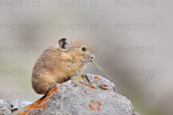 American pika (Ochotona princeps) sitting on a rock and eating, Jasper National Park, Alberta, Canada