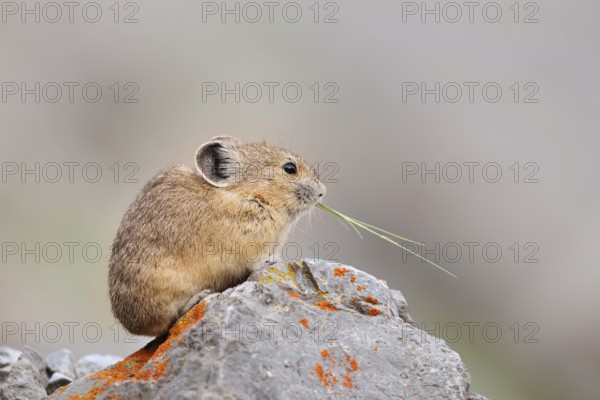 American pika (Ochotona princeps) sitting on a rock and eating, Jasper National Park, Alberta, Canada