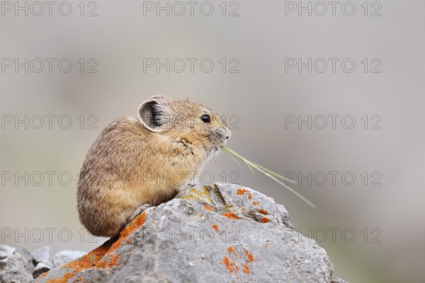 American pika (Ochotona princeps) sitting on a rock and eating, Jasper National Park, Alberta, Canada