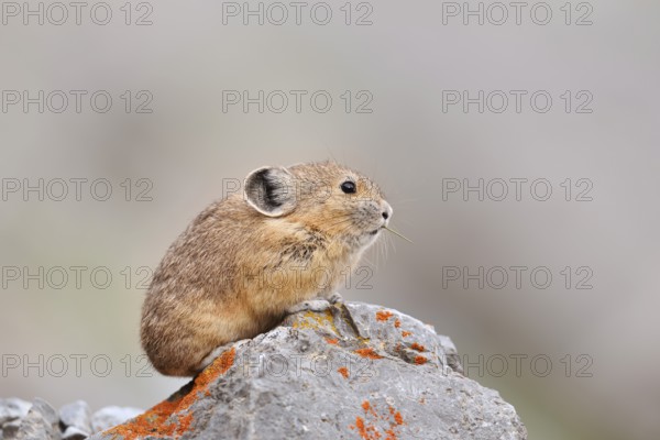 American pika (Ochotona princeps) sitting on a rock, Jasper National Park, Alberta, Canada