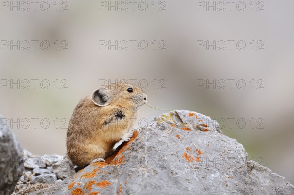American pika (Ochotona princeps) sitting on a rock and eating, Jasper National Park, Alberta, Canada