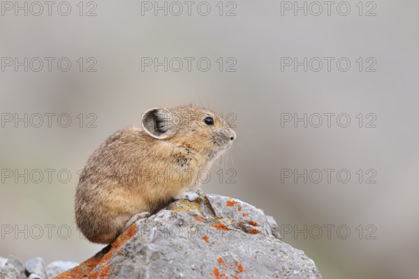 American pika (Ochotona princeps) sitting on a rock, Jasper National Park, Alberta, Canada