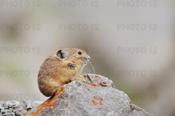 American pika (Ochotona princeps) sitting on a rock and eating, Jasper National Park, Alberta, Canada