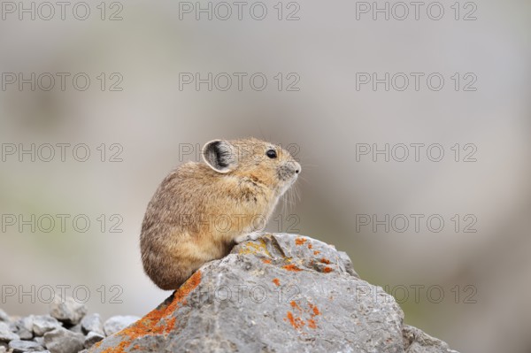 American pika (Ochotona princeps) sitting on a rock, Jasper National Park, Alberta, Canada