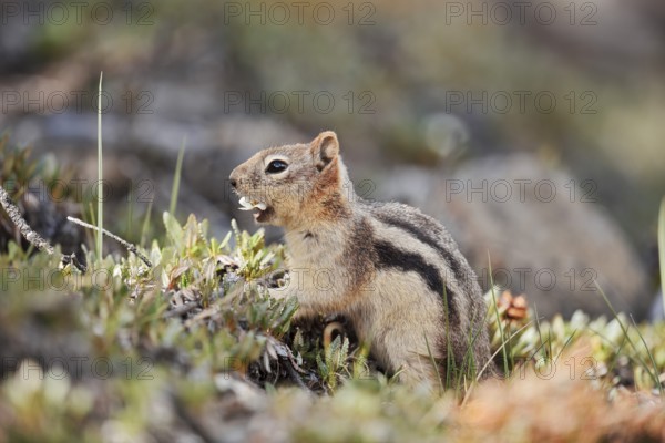 Golden mantle gopher (Callospermophilus lateralis, Spermophilus lateralis), Banff National Park, Alberta, Canada