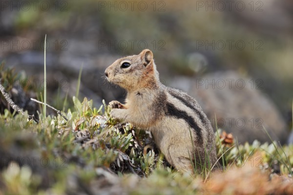Golden mantle gopher (Callospermophilus lateralis, Spermophilus lateralis), Banff National Park, Alberta, Canada