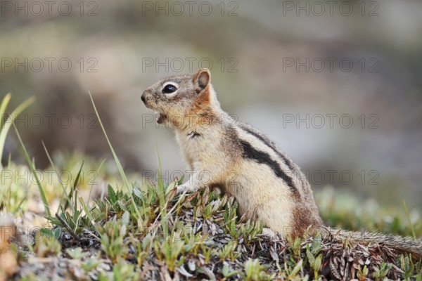 Golden mantle gopher (Callospermophilus lateralis, Spermophilus lateralis), Banff National Park, Alberta, Canada