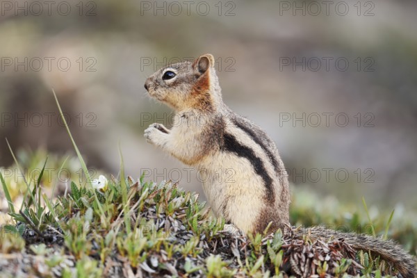Golden mantle gopher (Callospermophilus lateralis, Spermophilus lateralis), Banff National Park, Alberta, Canada