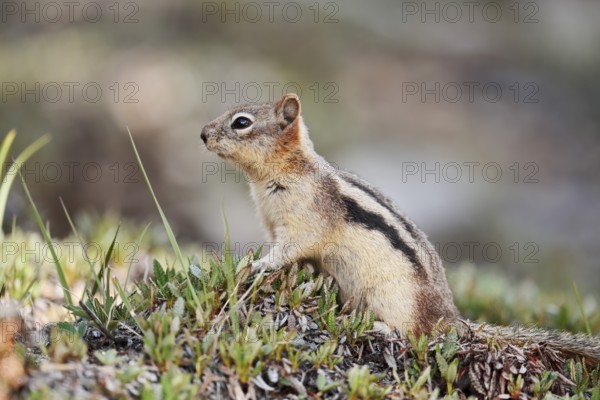 Golden mantle gopher (Callospermophilus lateralis, Spermophilus lateralis), Banff National Park, Alberta, Canada