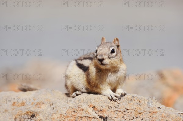 Golden mantle gopher (Callospermophilus lateralis, Spermophilus lateralis) sitting on a rock, Banff National Park, Alberta, Canada