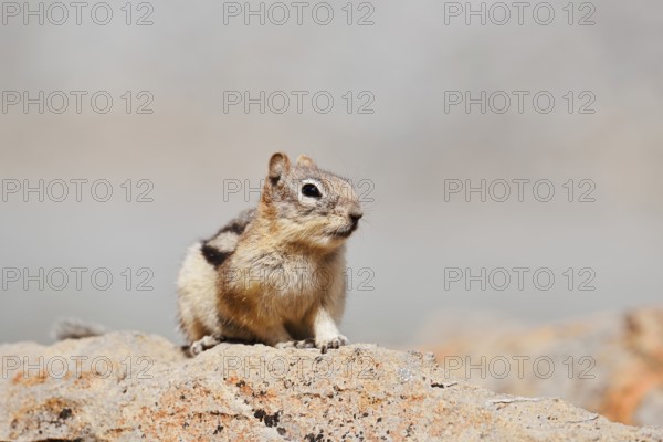 Golden mantle gopher (Callospermophilus lateralis, Spermophilus lateralis) sitting on a rock, Banff National Park, Alberta, Canada