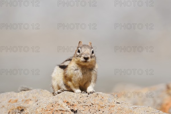 Golden mantle gopher (Callospermophilus lateralis, Spermophilus lateralis) sitting on a rock, Banff National Park, Alberta, Canada