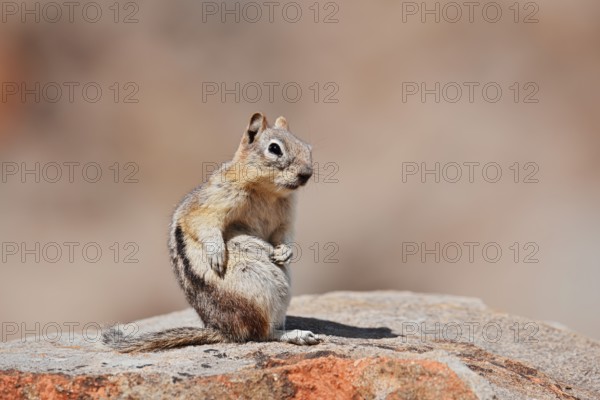 Golden mantle gopher (Callospermophilus lateralis, Spermophilus lateralis) sitting on a rock, Banff National Park, Alberta, Canada