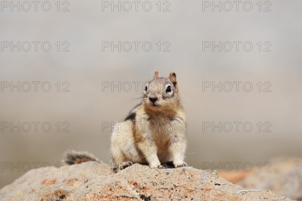 Golden mantle gopher (Callospermophilus lateralis, Spermophilus lateralis) sitting on a rock, Banff National Park, Alberta, Canada