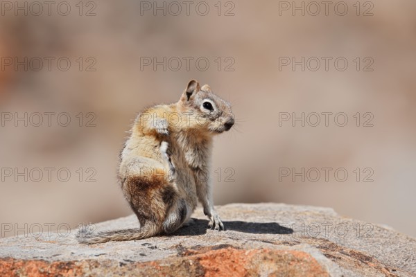 Golden mantle gopher (Callospermophilus lateralis, Spermophilus lateralis) sitting on a rock, Banff National Park, Alberta, Canada